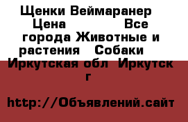 Щенки Веймаранер › Цена ­ 40 000 - Все города Животные и растения » Собаки   . Иркутская обл.,Иркутск г.